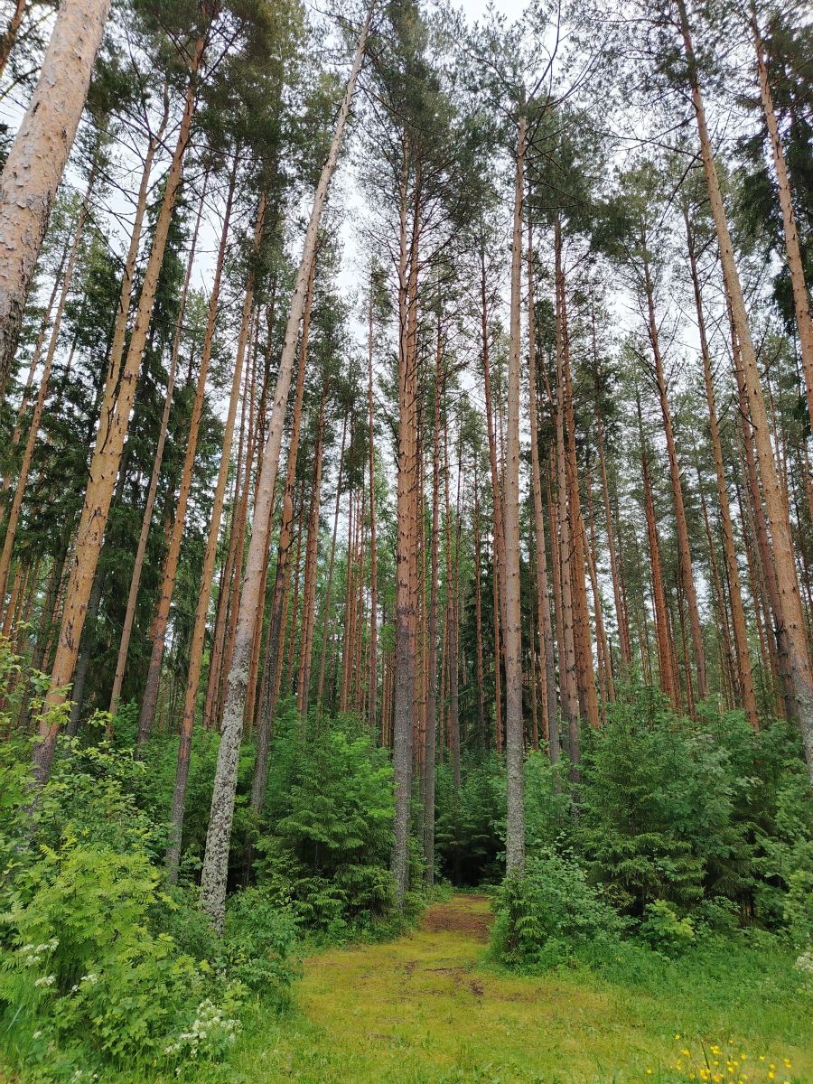 Комплексный (ландшафтный) памятник природы 